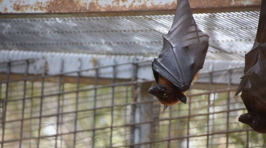 Bat Lg