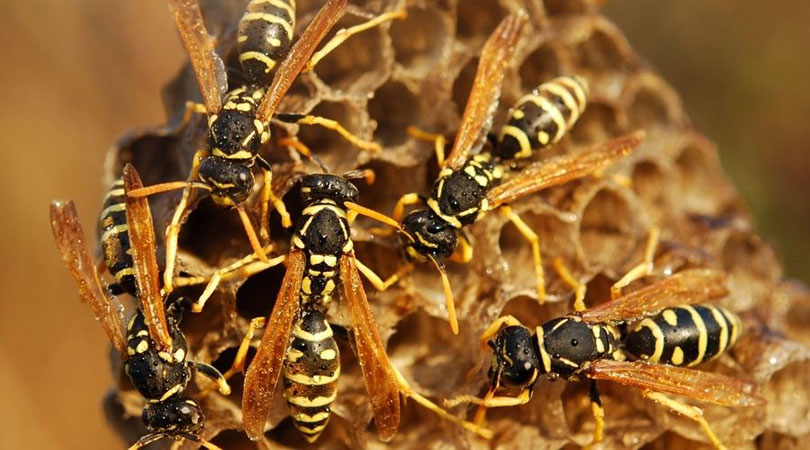 Multiple Wasps Lg