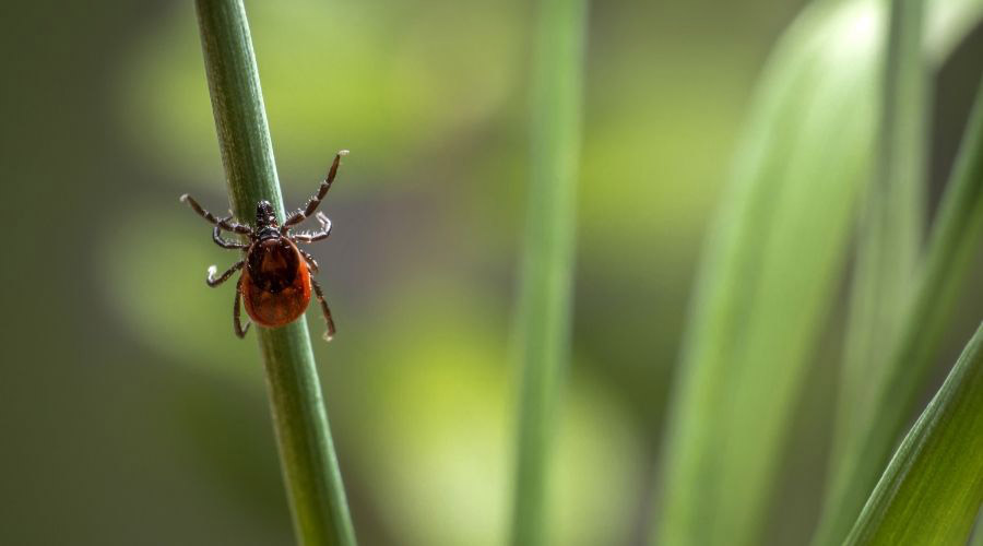 Ticks