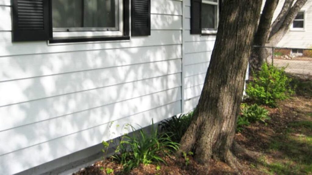 Tree Root Foundation Damage Tree Roots Slab Foundation - Tree Root Foundation Damage